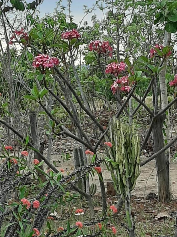 Estancia Morro Do Frota Pirenópolis 外观 照片